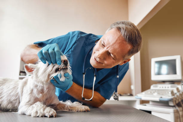 Best Emergency Dental Services Near Me  in Magnolia, NJ